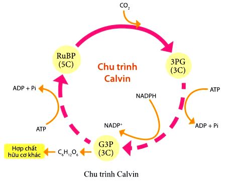 sản phẩm đầu tiên của chu trình calvin là